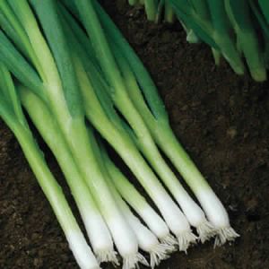 BUNCHING ONION SEEDS