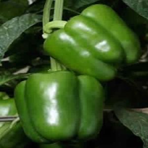 Capsicum Seeds