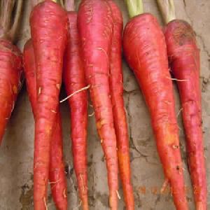 Carrot Seeds