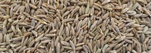 Cumin Seed