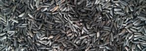 Niger Seed