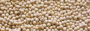 Soybean Seed