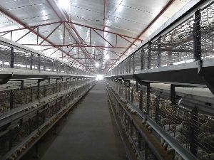 breeder battery cage