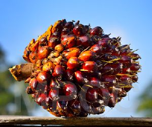 malaysian palm oil