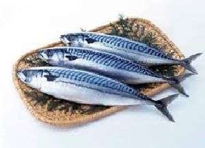 Frozen Fish