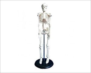 HUMAN SKELETON LIFE SIZE (TALL 180)