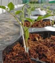Horticulture use Coco Peat block