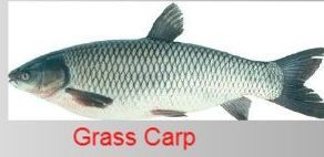 Grass Carp Fish