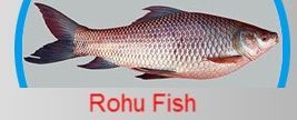 Rohu Fish