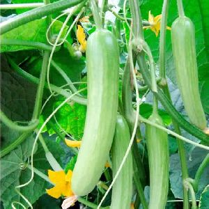 Cucumber Seeds