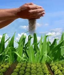 Micronutrient Fertilizers