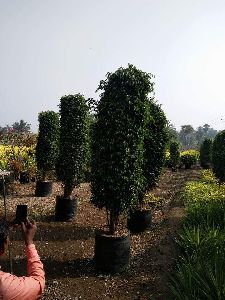 black ficus plants