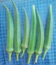 Fresh Okra