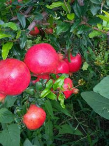 Pomegranate