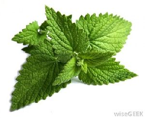 Pure Mint Extract