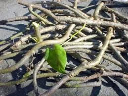 Tinospora Cardifolia Root