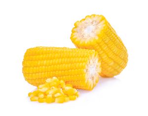 Frozen Sweet Corn Cob