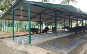 Dairy Open Type Shed Construction Services