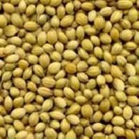 Coriander Seed Eagle