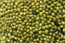 Double Parrot Coriander Seeds