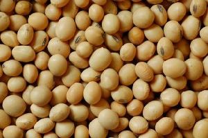 Non Gmo Soybean Seed