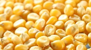 indian Yellow Maize