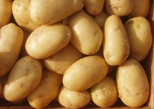 Fresh Large Potato