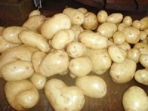 Fresh White Potato