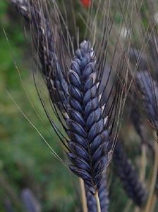 Black Wheats