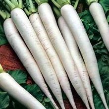 Freeze Dried radish