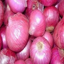 Onion