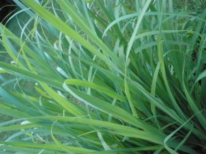 Lemongrass Leaves