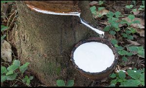 Natural Rubber Latex