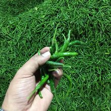 Grade Fresh Green Chilly