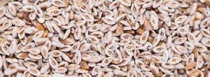 psyllium husk seeds