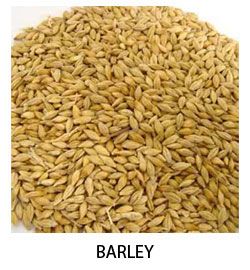 Barley