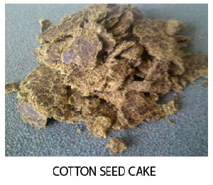 Cotton Seed Cake