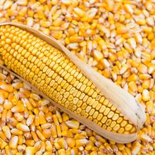 Maize - Poultry Grade