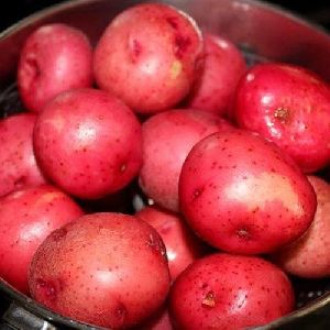 Fresh Red Potato