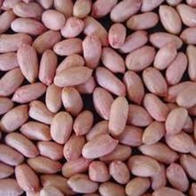 Groundnuts