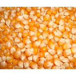 Maize Seeds