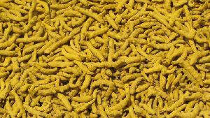 Erode Turmeric Finger