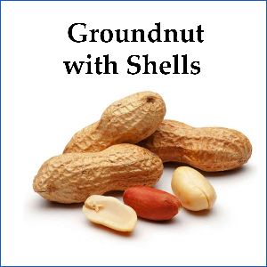 Groundnut