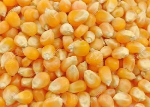 Maize Seed