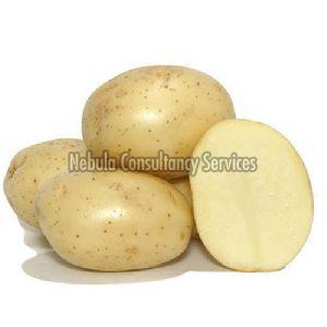 Fresh Badshah Potato