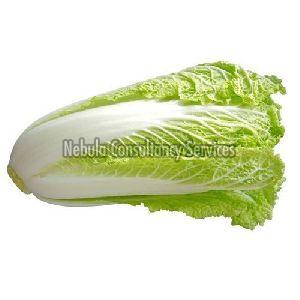 Fresh Chinese Cabbage