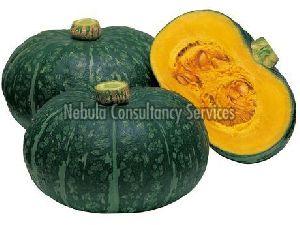 Fresh Green Pumpkin