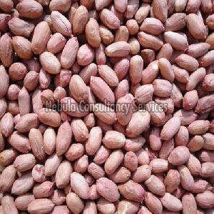 Fresh Groundnut Kernels