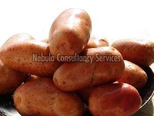 Fresh Lady Rosetta Potato