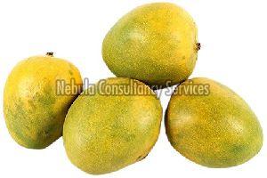 Fresh Malgova Mango